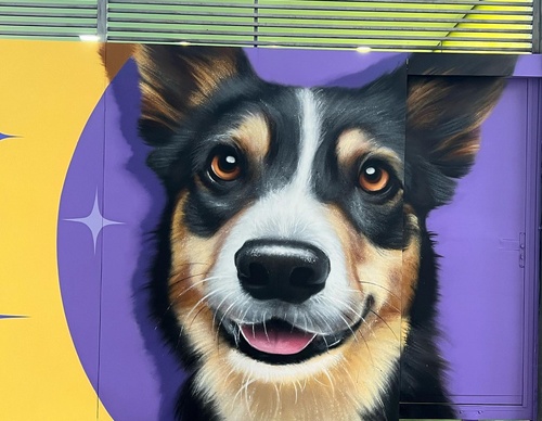 Gallery Of Street Art By Snek - Brazil