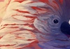 Gallery Of Illustration By Javier Gonzales - Peru