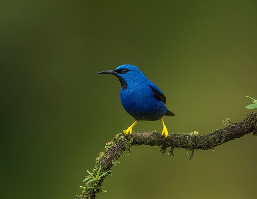 costa rica jim zuckerman