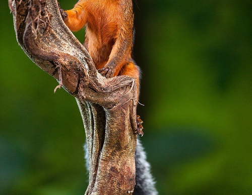 costa rica jim zuckerman