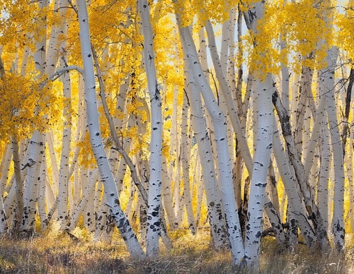Galería de fotografía de Greg Boratyn - Argentina