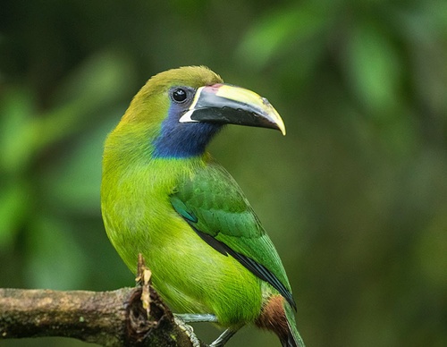 costa rica jim zuckerman