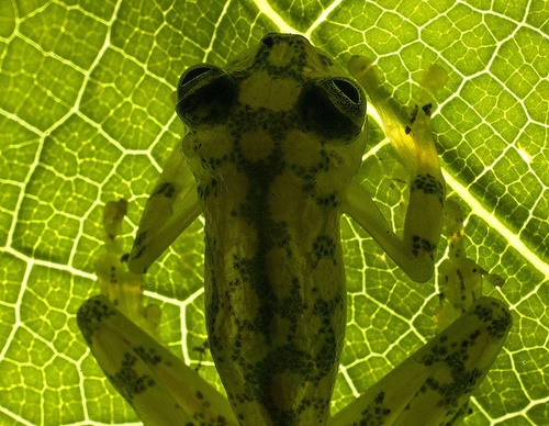 costa rica jim zuckerman