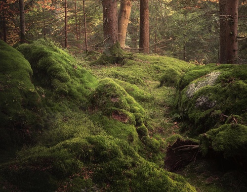 Galería de fotografías de Pujan Shadlau - Austria