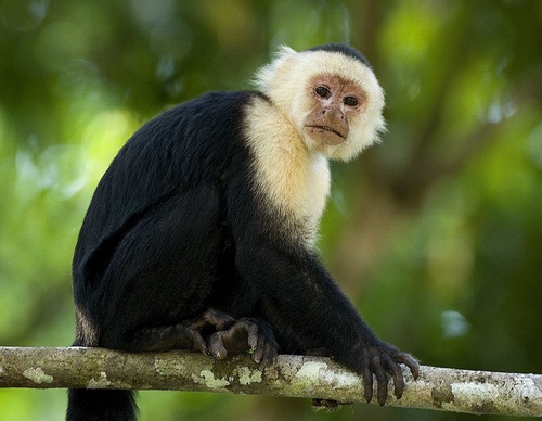 costa rica jim zuckerman