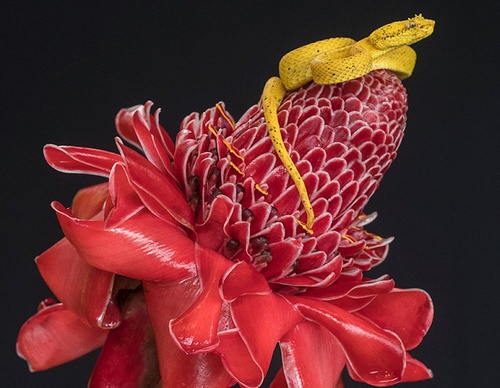 costa rica jim zuckerman