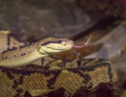 costa rica jim zuckerman