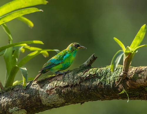 costa rica jim zuckerman