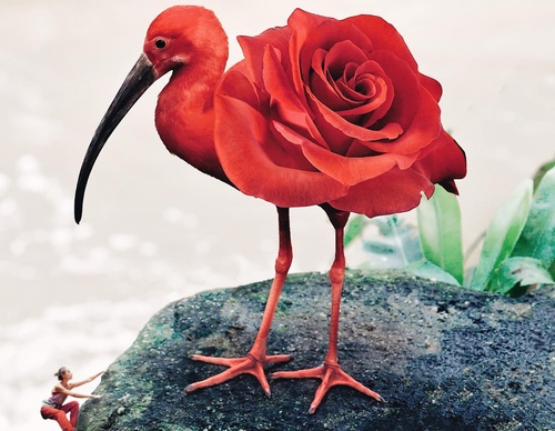 Galería De Ilustración De Luisa Azevedo - Portugal