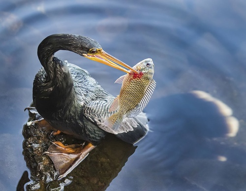 Life under lenses is the highlight of a photo contest