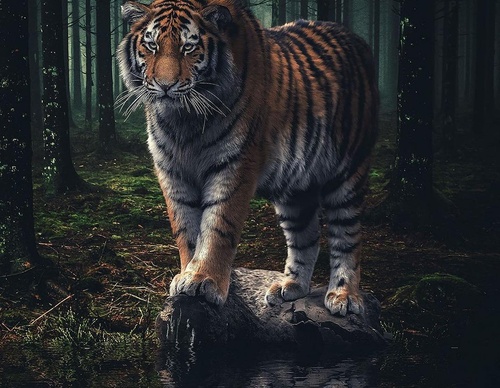 Galería de fotografías de Evgeny Gammer - Rusia