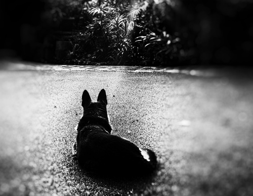 Gallery of  Photography by Pedro Meyer-Mexico