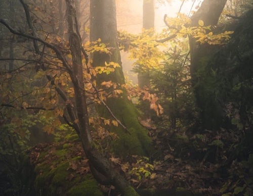 Galería de fotografías de Pujan Shadlau - Austria