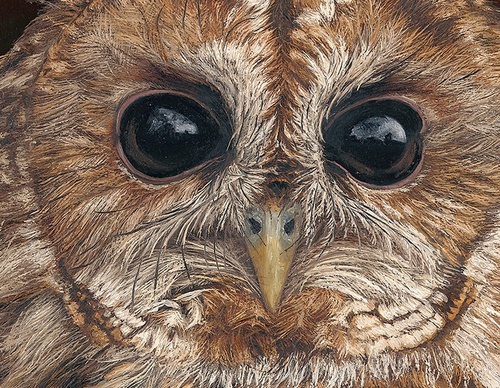 Galería de pintura realista de Annie Drew - Reino Unido