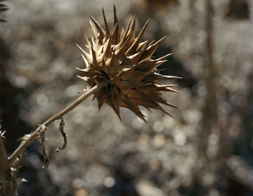 gregory halpern