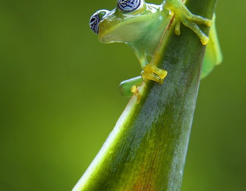 costa rica jim zuckerman