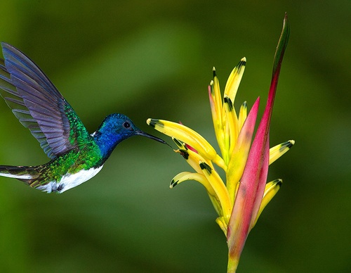 costa rica jim zuckerman