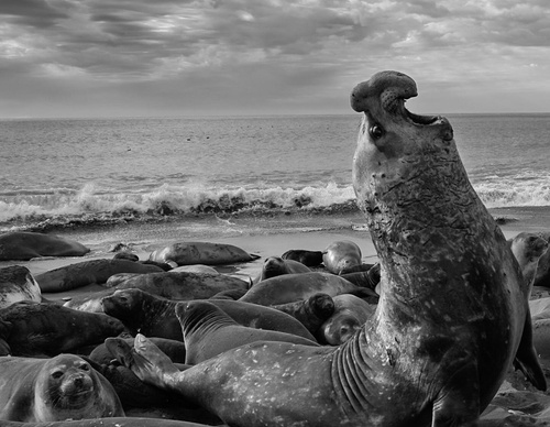 Gallery of Photography by Paul Nicklen - Canada