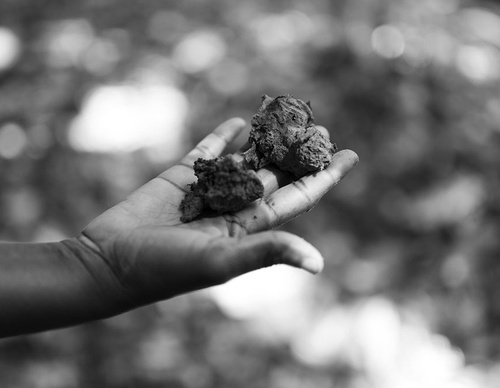 visualising regenerative agriculture