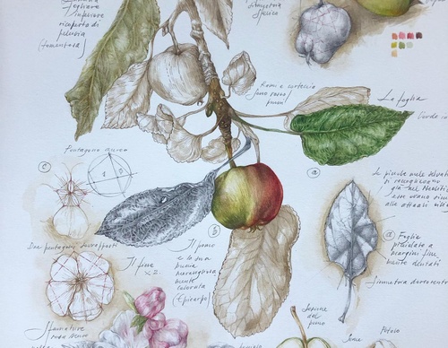 Gallery of Drawing by GiacoMina Ferrillo-Italy