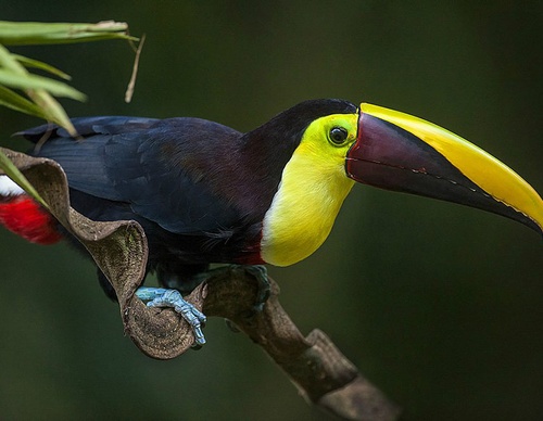 costa rica jim zuckerman