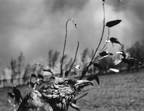 Galeria de Fotografia de Sebastião Salgado-Brasil