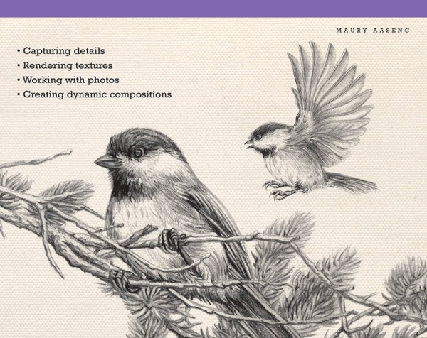 Drawing Birds Step By Step