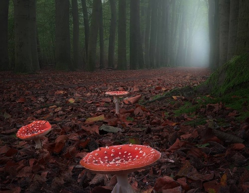 Galería de fotografía de Gijs de Reijke - Holanda