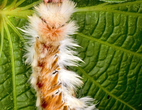 costa rica jim zuckerman