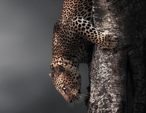 Galería de fotografías de Evgeny Gammer - Rusia
