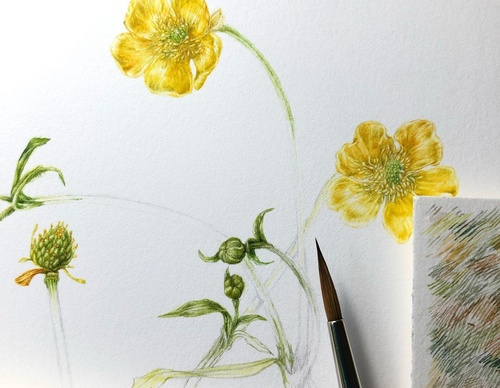 Gallery of Drawing by GiacoMina Ferrillo-Italy