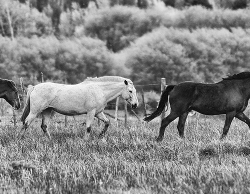 Galería de fotografía de Patricio Rodríguez - Argentina