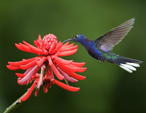 costa rica jim zuckerman