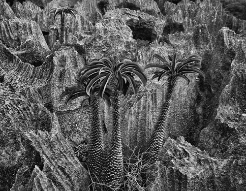 Galeria de Fotografia de Sebastião Salgado-Brasil