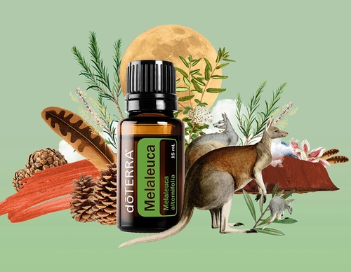 guillermo flores pacheco