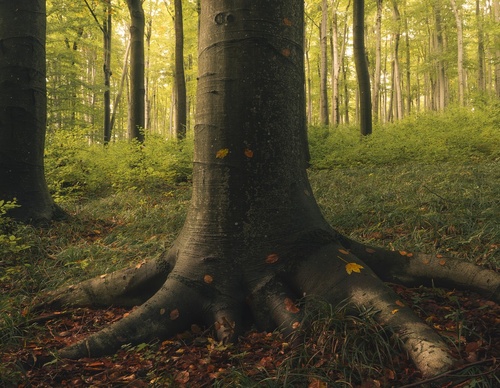 Galería de fotografías de Pujan Shadlau - Austria