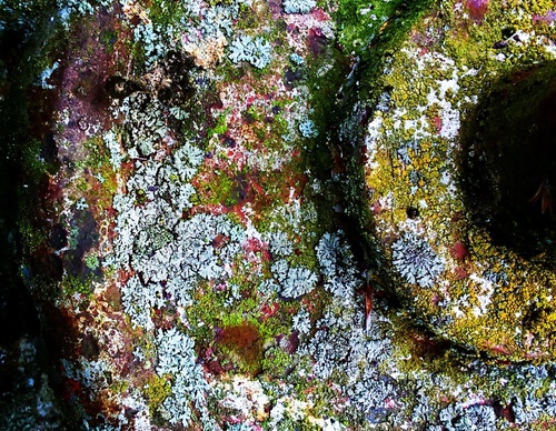 Galería de fotografías de Debbie Tucker - Inglaterra
