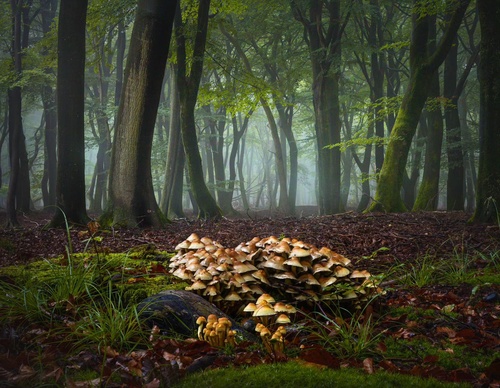 Gallery Of Photography By Albert Dros - Netherland