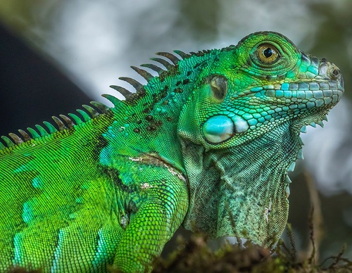 costa rica jim zuckerman