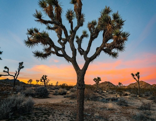 Galería de fotografías de Simon - EE. UU.