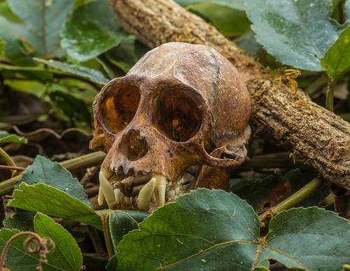 costa rica jim zuckerman