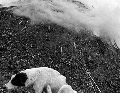 raul canibano