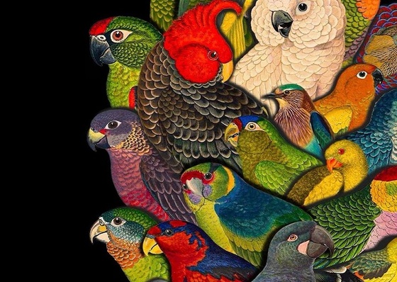 La revista con sello caleño que presenta los talentos colombianos en Francia