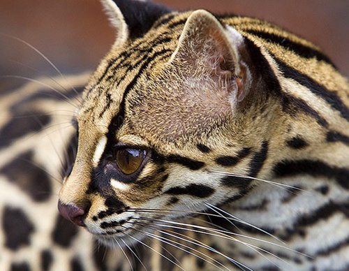 Costa Rica: A Tropical Paradise Through the Lens of Jim Zuckerman (USA)