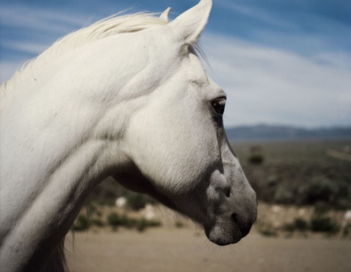gregory halpern