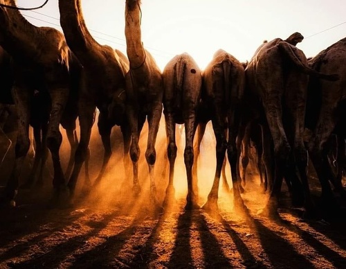 Gallery of photography by Ahmed Mansour - Egypt