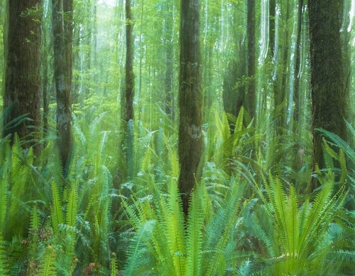 Galeria de fotografias de William Patino - Nova Zelândia