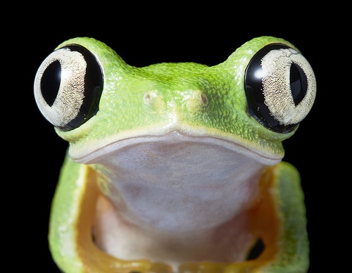 Gallery Of Creative Photography Of Animals By Tim Flach - Uk