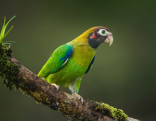 costa rica jim zuckerman