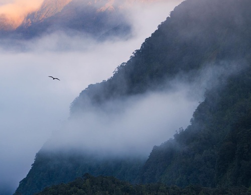 Galeria de fotografias de William Patino - Nova Zelândia